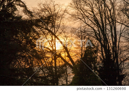 Experience the serene beauty of a sunset setting through the silhouetted trees in nature Experience the serene beauty of a sunset setting through the silhouetted trees in nature 131260698