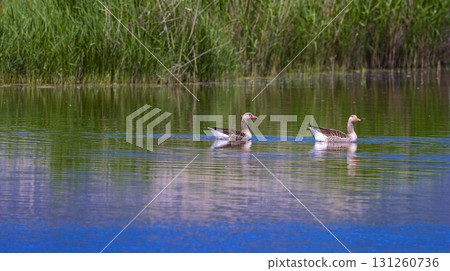 Greylag Goose, Tablas de Daimiel National Park, Spain Greylag Goose, Tablas de Daimiel National Park, Spain 131260736