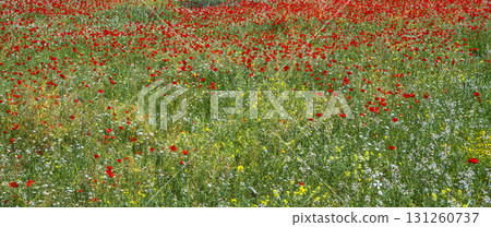 Poppy Wildflower Background Poppy Wildflower Background 131260737
