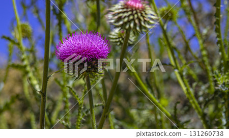 Illyrian Thistle, Arribes del Duero Natural Park 131260738