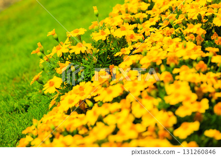 Yellow flowers in the garden. Spring or summer background Yellow flowers in the garden. Spring or summer background 131260846
