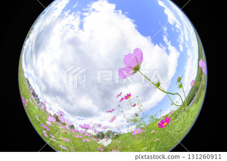 盛開的波斯菊（魚眼鏡頭） 131260911