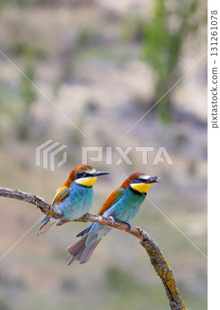 Bee-eater, Spain 131261078