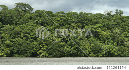 Tropical Rainforest,, Amazonia Tropical Rainforest,, Amazonia 131261154