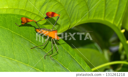 Shield Bug, Costa Rica 131261218