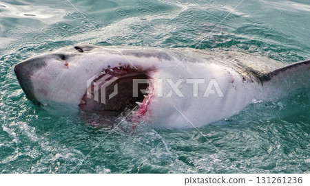 Great White Shark, South Africa Great White Shark, South Africa 131261236