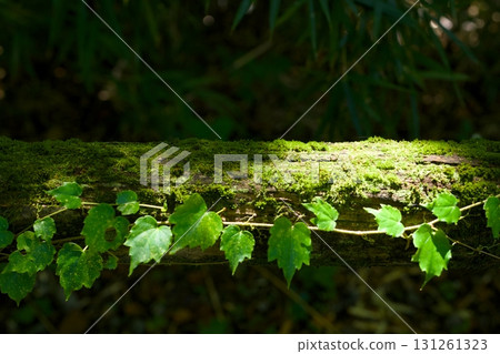 Mossy fallen tree and ivy leaves 131261323