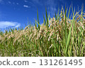 Fruit rice straw and blue sky 131261495