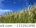 Fruit rice straw and blue sky 131261496