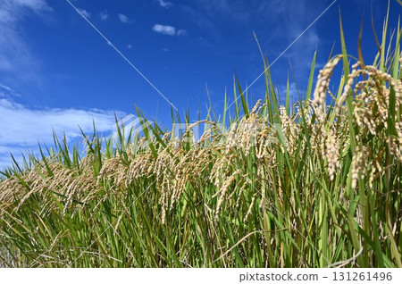 Fruit rice straw and blue sky 131261496