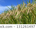 Fruit rice straw and blue sky 131261497