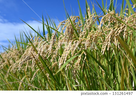 Fruit rice straw and blue sky 131261497