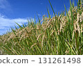 Fruit rice straw and blue sky 131261498