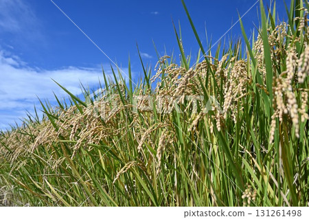 Fruit rice straw and blue sky 131261498