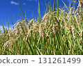 Fruit rice straw and blue sky 131261499