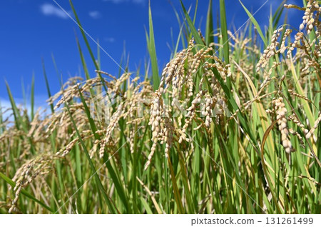 Fruit rice straw and blue sky Fruit rice straw and blue sky 131261499