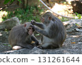 Filming the social interaction of wild Formosan Rock-monkeys grooming each other outdoors in Dakeng 131261644