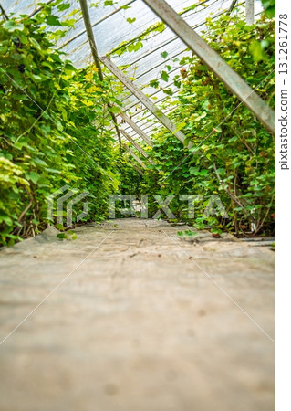 Lush Greenery Tunnel A Serene Walkway Through Nature s Embrace in a Greenhouse Lush Greenery Tunnel A Serene Walkway Through Nature s Embrace in a Greenhouse 131261778