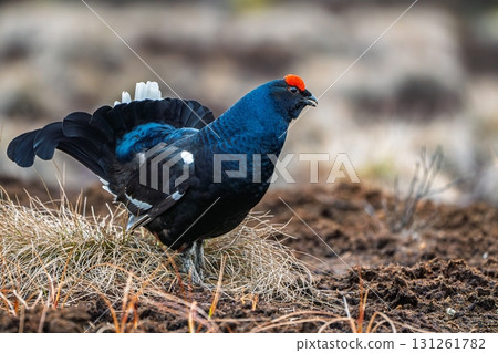 Majestic Black Grouse Displaying in Natural Habitat, Scotland Wildlife Photography Majestic Black Grouse Displaying in Natural Habitat, Scotland Wildlife Photography 131261782