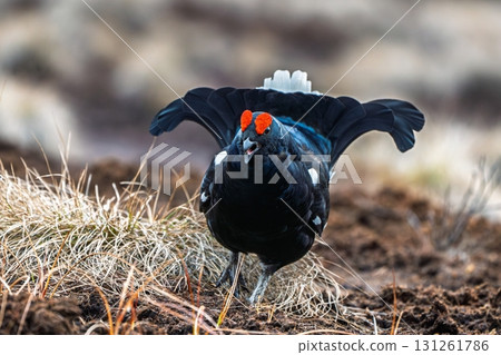 Majestic Black Grouse Displaying in Natural Habitat, Ground-Level View, Open Wings, Wildlife 131261786
