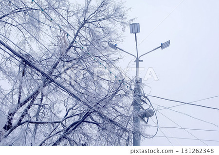 Streetlight lamp and power line on the background of snowy trees in winter. 131262348