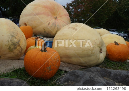 玫瑰開始綻放和萬聖節 131262498