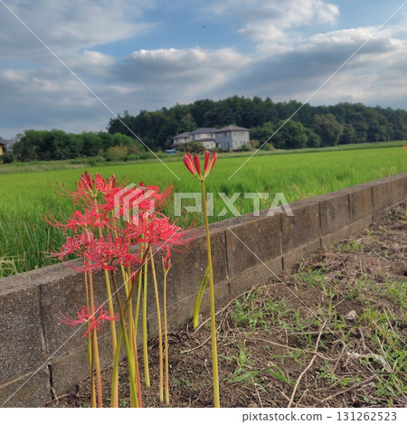 田園風光和紅花 田園風光和紅花 131262523