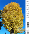 Blue sky and ginkgo biloba 131262526