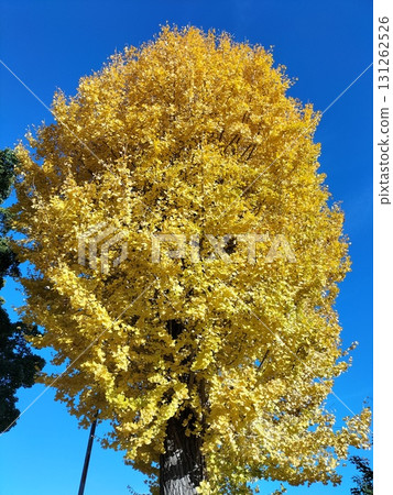 Blue sky and ginkgo biloba 131262526