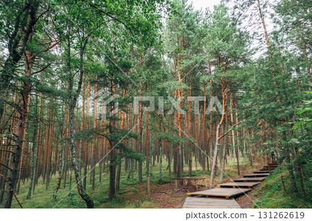 Curonian Spit National Park. Zelenogradsk, Kaliningrad Oblast, Russia. Curonian Spit National Park. Zelenogradsk, Kaliningrad Oblast, Russia. 131262619