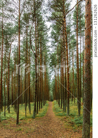 Curonian Spit National Park. Zelenogradsk, Kaliningrad Oblast, Russia. 131262626