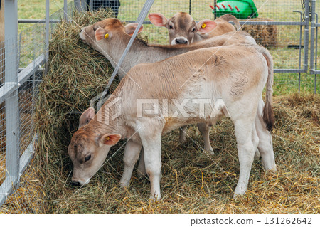 young calf of Swiss cattle breed young calf of Swiss cattle breed 131262642