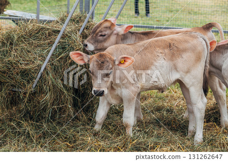 young calf of Swiss cattle breed young calf of Swiss cattle breed 131262647