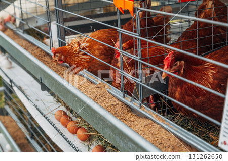 Close up of Isa brown hens on a poultry farm. Egg farm. Laying hens. 131262650