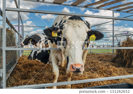 Close-up portrait of a young Holstein cow Close-up portrait of a young Holstein cow 131262652