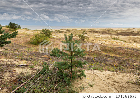 Curonian Spit National Park. Zelenogradsk, Kaliningrad Oblast, Russia. Curonian Spit National Park. Zelenogradsk, Kaliningrad Oblast, Russia. 131262655