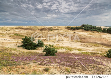 Curonian Spit National Park. Zelenogradsk, Kaliningrad Oblast, Russia. 131262656
