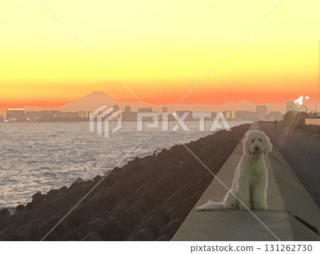 一隻大白狗坐在防波堤上,夕陽將天空染成紅色,背景是富士山 一隻大白狗坐在防波堤上,夕陽將天空染成紅色,背景是富士山 131262730