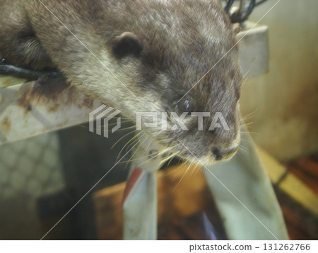 水獺盯著某物 131262766