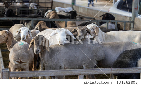 Fat-tailed sheep in the livestock market near Bishkek, Kyrgyzstan. animal husbandry is one of economics sources in Kyrgyzstan because of nomadic history 131262803