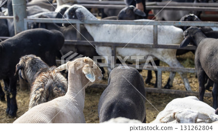 Fat-tailed sheep in the livestock market near Bishkek, Kyrgyzstan. animal husbandry is one of economics sources in Kyrgyzstan because of nomadic history 131262804