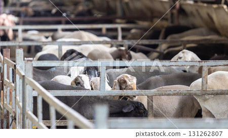 Fat-tailed sheep in the livestock market near Bishkek, Kyrgyzstan. animal husbandry is one of economics sources in Kyrgyzstan because of nomadic history 131262807