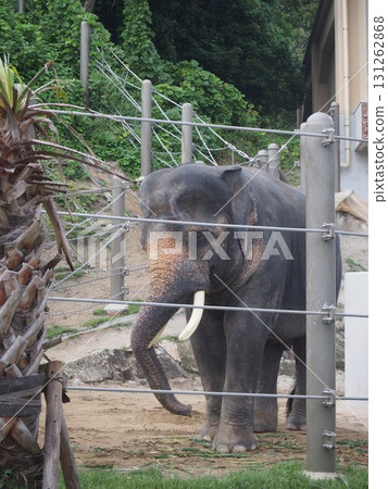 動物園大象 動物園大象 131262868