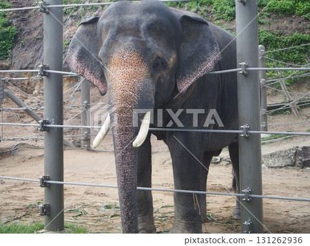 Elephant peeking out from fence 131262936