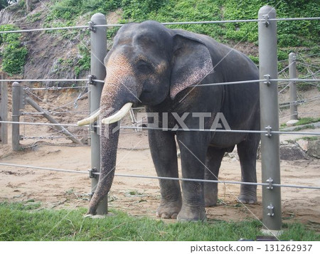 Elephant peeking out from fence Elephant peeking out from fence 131262937