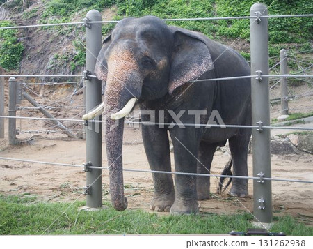 Elephant peeking out from fence 131262938