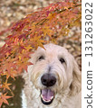A large white dog smiling amongst autumn maple leaves and fallen leaves 131263022