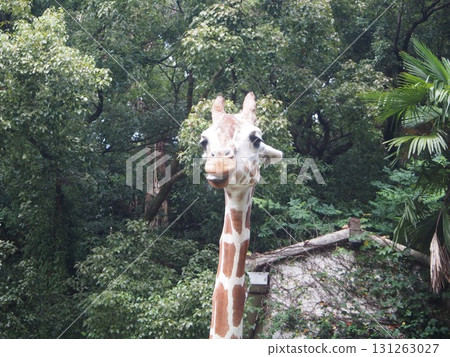 麒麟的面部表情 131263027