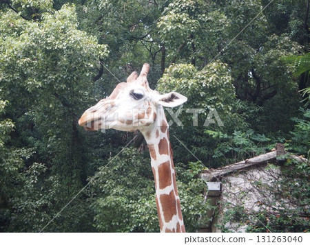 Giraffe to eat food Giraffe to eat food 131263040