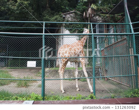 Giraffe perched on a fence Giraffe perched on a fence 131263092